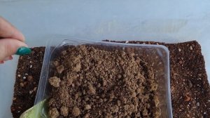 мой способ как посеять семена суккулентов  #succulent