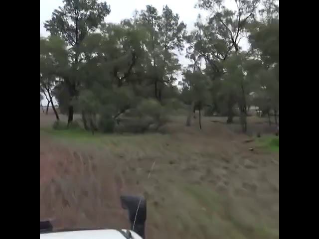 Кергуру vs боксёр | Дикая природа Австралии. Miroslav смотреть онлайн