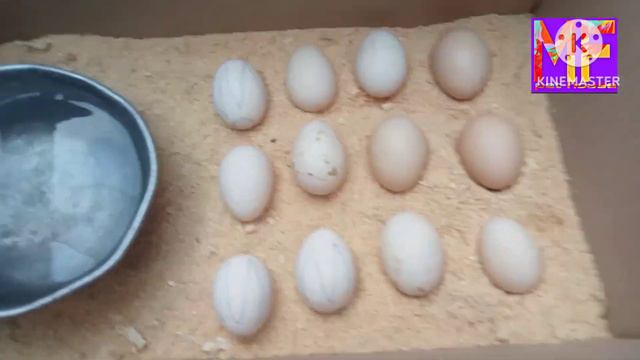 how to make incubator it home.🙂🐥🐥🐥 смотреть онлайн
