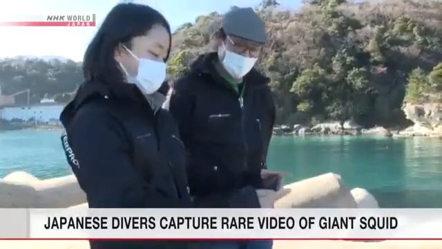 Японские дайверы засняли на видео редкого гигантского кальмара смотреть онлайн