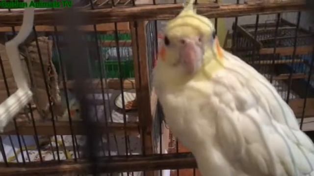 Смешная Корелла-Милашка  хочет кататься на качельях 4 К Звуки Птиц Приколы попугая/Funny Corella
