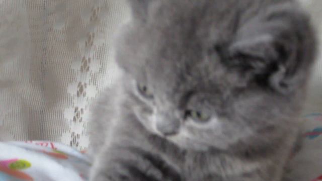 Британский голубой котик. Dynamite Silvery Snow. смотреть онлайн