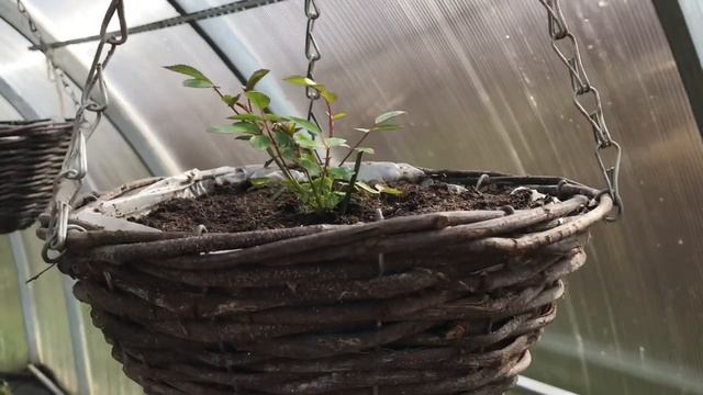 Розы в подвесных кашпо с Fix Price.mp4 смотреть онлайн