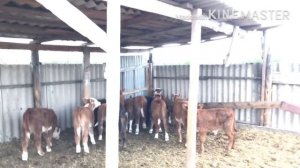 Покупка телят Герефорды