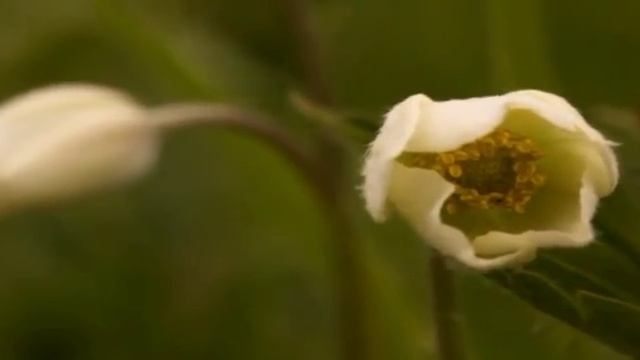 Ветреница лесная смотреть онлайн