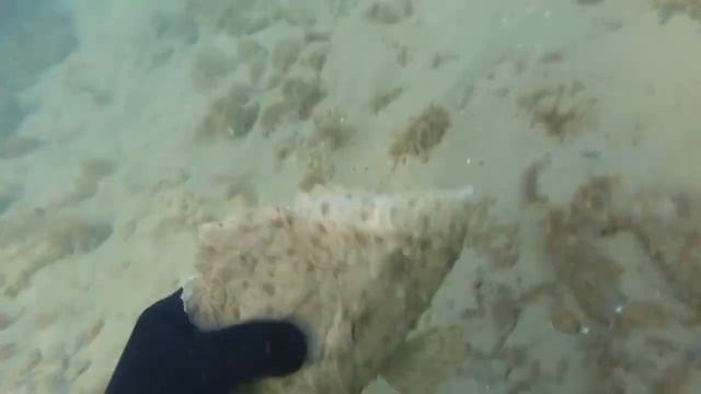 ГЕНИИ МАСКИРОВКИ В ЖИВОТНОМ МИРЕ. факты о животных. Top 10 смотреть онлайн