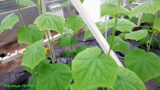 Начало цветения огурцов в январе//Про питание и подкормки огурцов//Огурцы зимой сезон 2022// смотреть онлайн