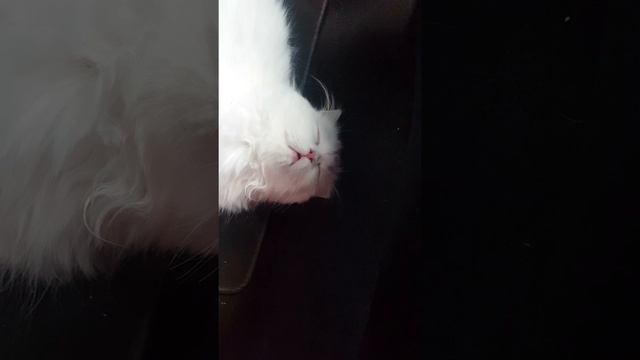 Кошку укачало в машине )