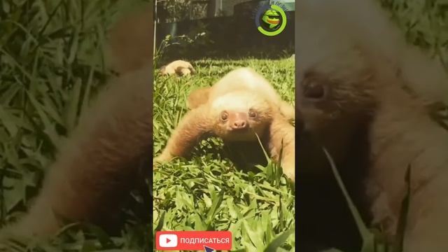 МАЛЕНЬКИЙ ЛЕНИВЕЦ #shorts #animals смотреть онлайн