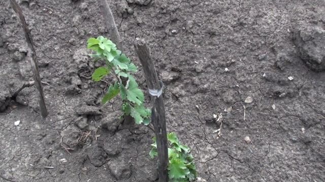 Молодой виноградник, первая вегетация. смотреть онлайн