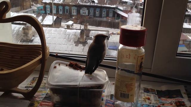 В раздумьях..... Сидит на нижнем роге антенны, близко смотреть онлайн