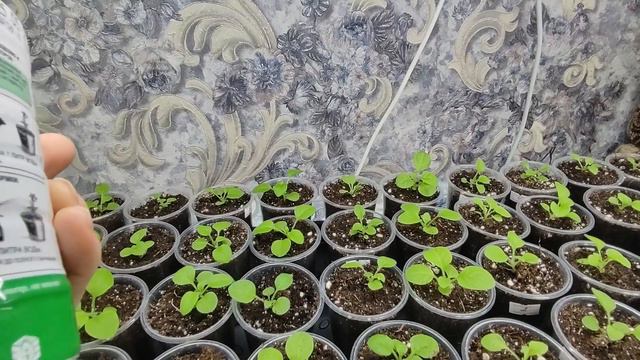 Подкормка петунии после пикировки. Обзор рассады 2022. Петуния первая подкормка. Уход за рассадой.
