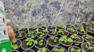 Подкормка петунии после пикировки. Обзор рассады 2022. Петуния первая подкормка. Уход за рассадой.