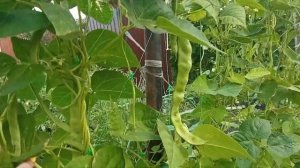 Обзор спаржевой фасоли "Гирлянда"