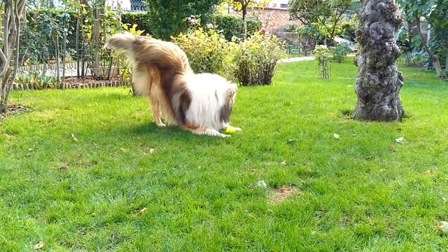 Dog Live: Alisa + Hanzo = Love