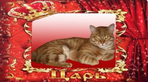 Челлендж. Если ты счастливый котик, скажи МЯУ!