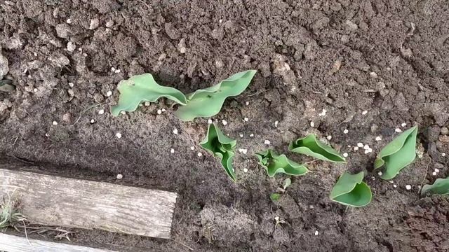 Весенняя сухая подкормка роз азотными удобрениями. смотреть онлайн