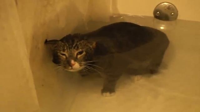 Cat Meows Underwater [ORIGINAL VIDEO] смотреть онлайн