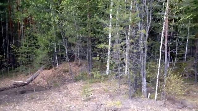 Медведь Томск смотреть онлайн