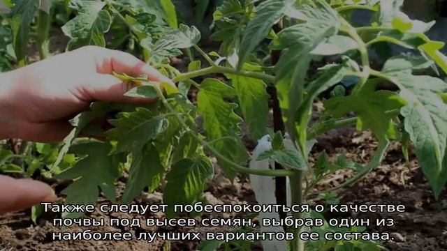 Томат Красным красно смотреть онлайн