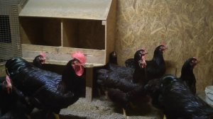 Порода Род-Айленд