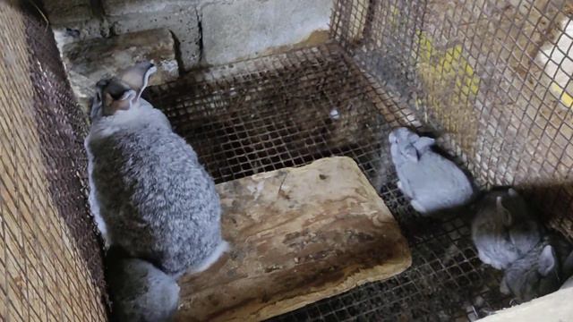 небольшой обход маточника смотреть онлайн