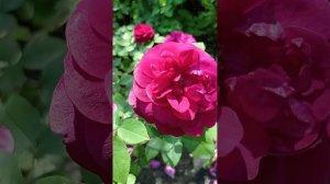 Английская роза Дэвида Остина Дарси Бассел.🌹