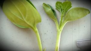 Правила прививания бахчевых культур или как прививать арбуз на тыкву