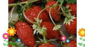 Земляника альпийская Руяна (Ruiana). Краткий обзор, описание характеристик, где купить саженцы