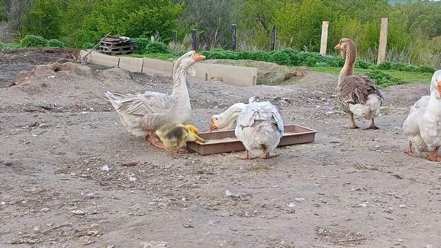 Холмогорские гусята 2022 года. смотреть онлайн