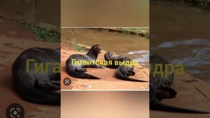 Животные Южной Америки