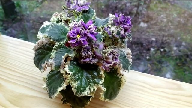 Лучшие сорта фиалок!!! Сорт ЛЕ- Седой Граф!!! Обзор. смотреть онлайн