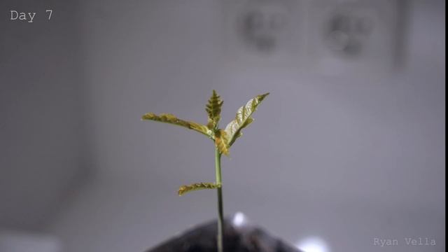 The First 10 Days of an Oak Tree | Quercus robur | 4K Timelapse смотреть онлайн