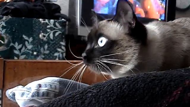 Бузя. Охота на голубей 2 смотреть онлайн