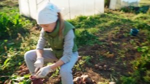 НАШ УРОЖАЙ СЪЕЛИ