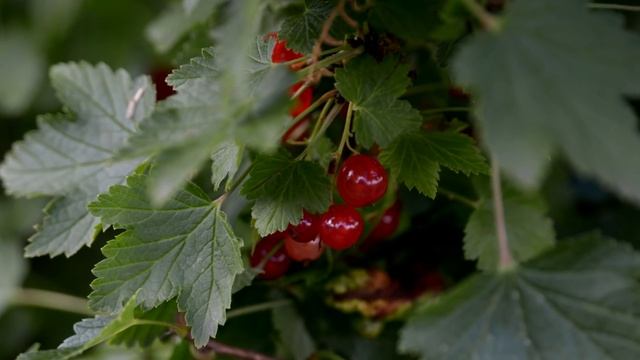 ЛОЖКА ПОД СМОРОДИНУ! ЯГОДА ПРЁТ ЧТО СОБИРАТЬ НЕ УСПЕВАЮ, ПРОВЕРЕНО ГОДАМИ! смотреть онлайн
