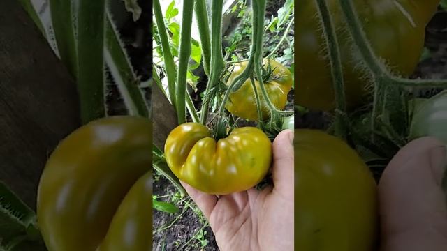 Томат Малахитовая шкатулка / Вкус киви смотреть онлайн