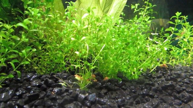 Аквариумные креветки вишни (часть 1) смотреть онлайн