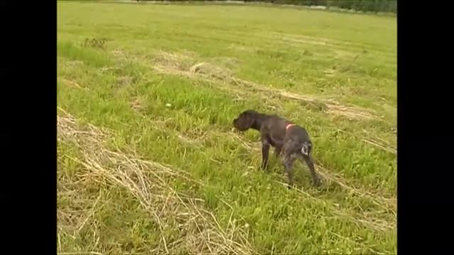 Работа с проблемной собакой. Финал. смотреть онлайн