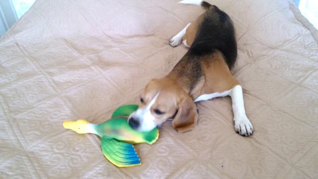 Бигль и уточка, знакомство с новой игрушкой. Beagle and duck, familiarity with a new toy смотреть онлайн