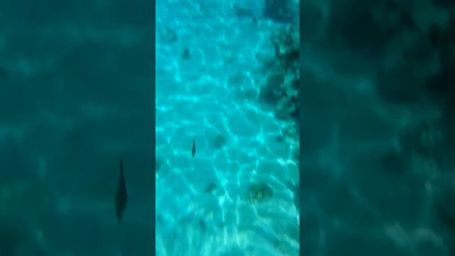Красное море, часть двенадцатая. смотреть онлайн