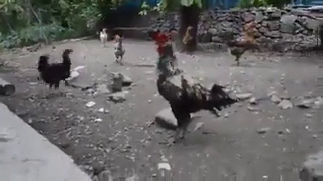 Вот что значит петух
