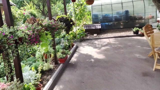 Дихондра Серебристый водопад. Как сохранить в зиму. Несколько способов сохранения и размножения. смотреть онлайн