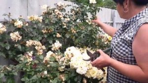 Обрезка роз спрей, чайно-гибридных и плетистых роз после первого цветения!