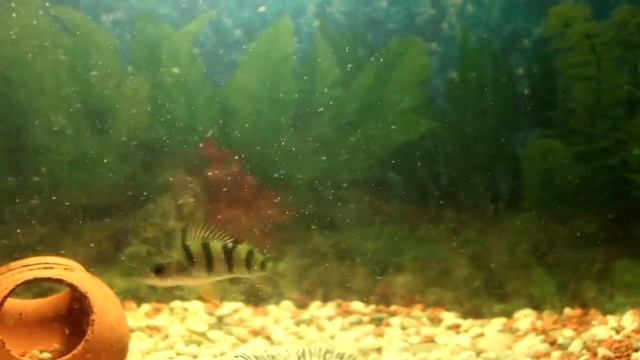 Окунь и красная икра смотреть онлайн