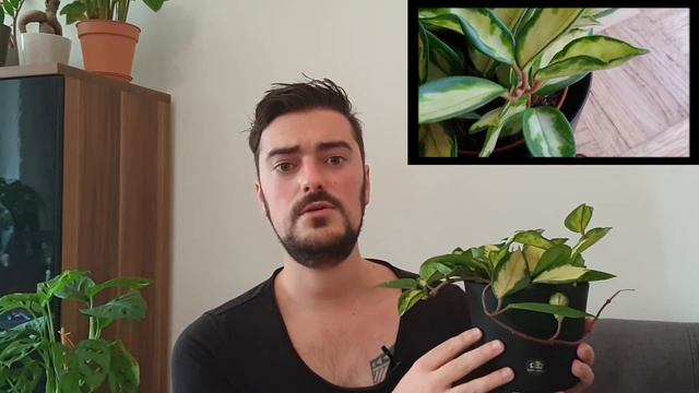 Fall Plant Haul | Meet My New Houseplants!