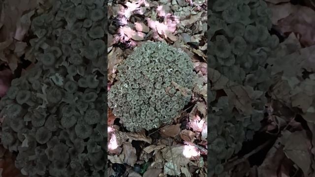 Гриб баран смотреть онлайн