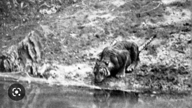 яванский тигр истребленный вид (Panthera tigris sondaica) смотреть онлайн