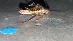 Таракан рожает!