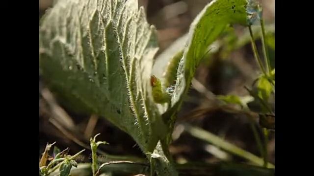 Гусеница начинает готовить кокон / The caterpillar begins to prepare the cocoon смотреть онлайн